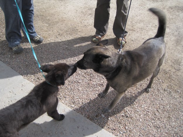 Dexter and Sam Say Hello