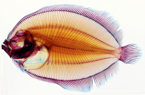flounderxray