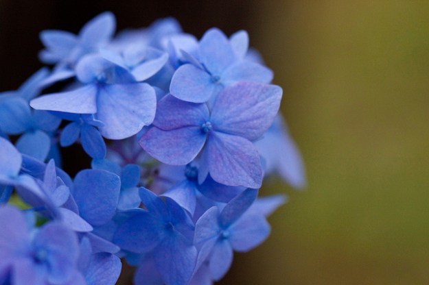 hydrangea