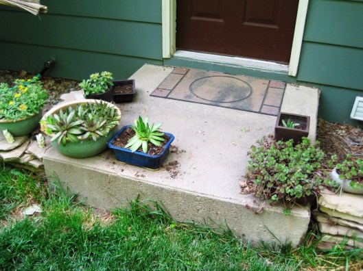 succulent garden on the back step
