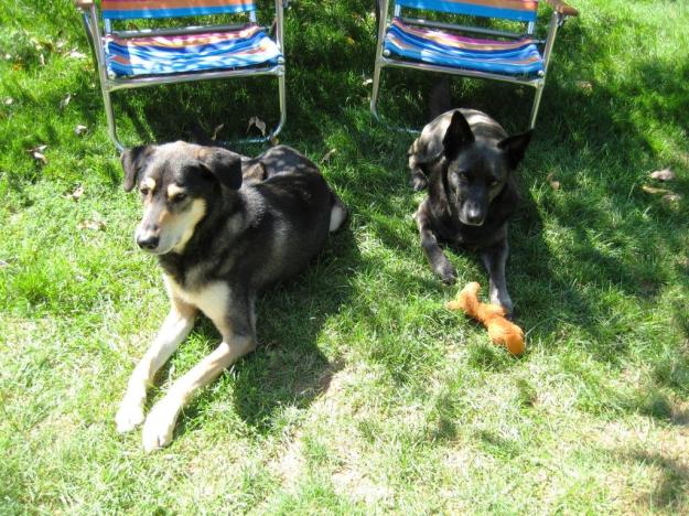 Obi and Dexter, my first two dogs (notice the stuffed toy)