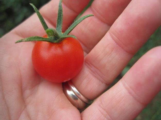 firsttomato