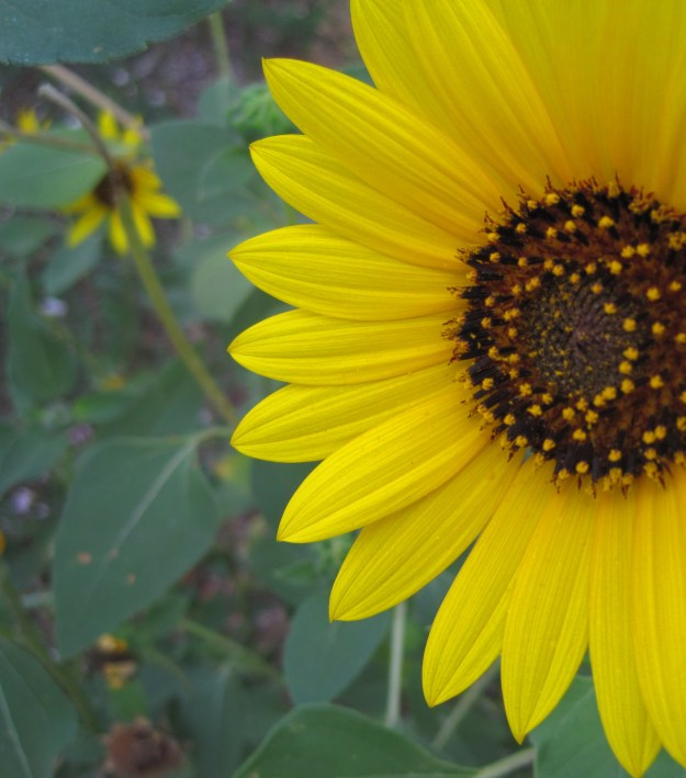 halfsunflower