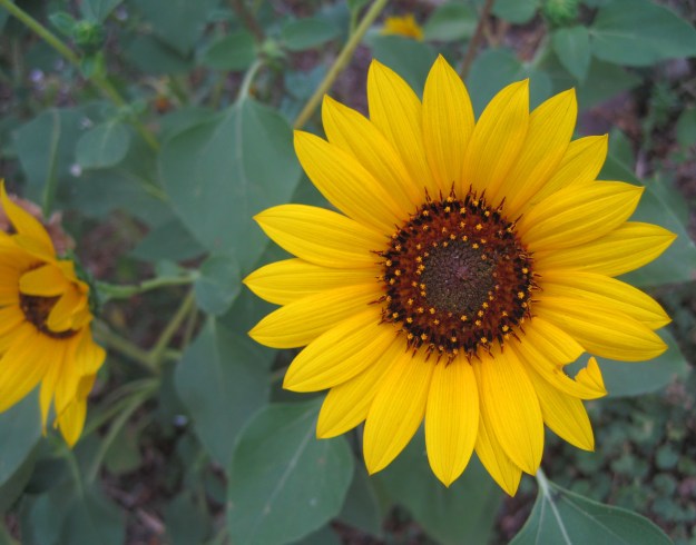 sunflowerhole