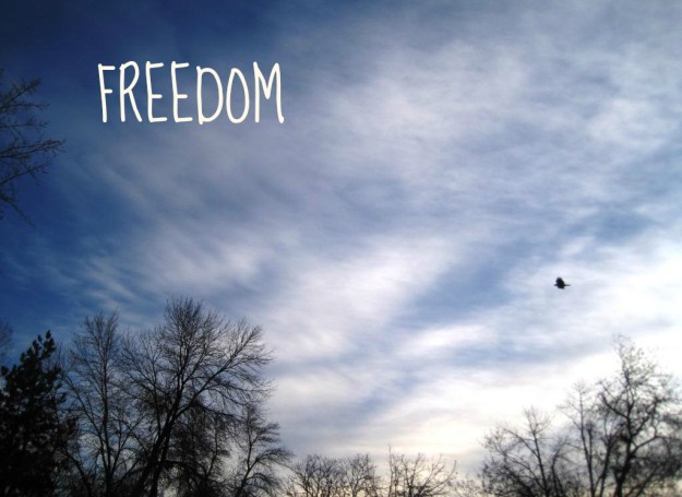 freedomthanksgivingcrow