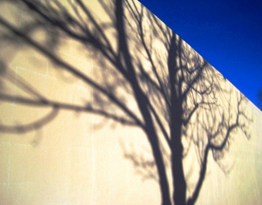 shadowtree