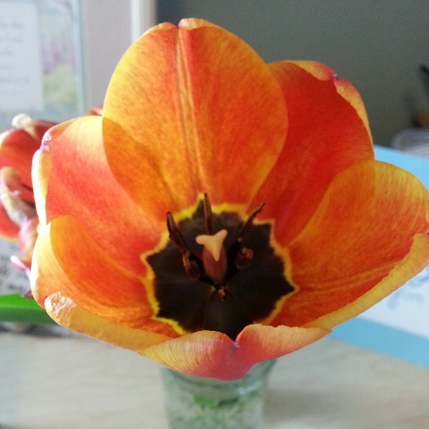 tulipbloom