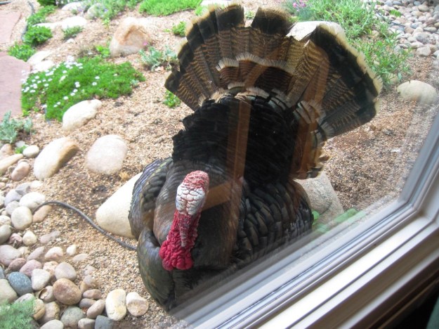 one of the turkeys in question