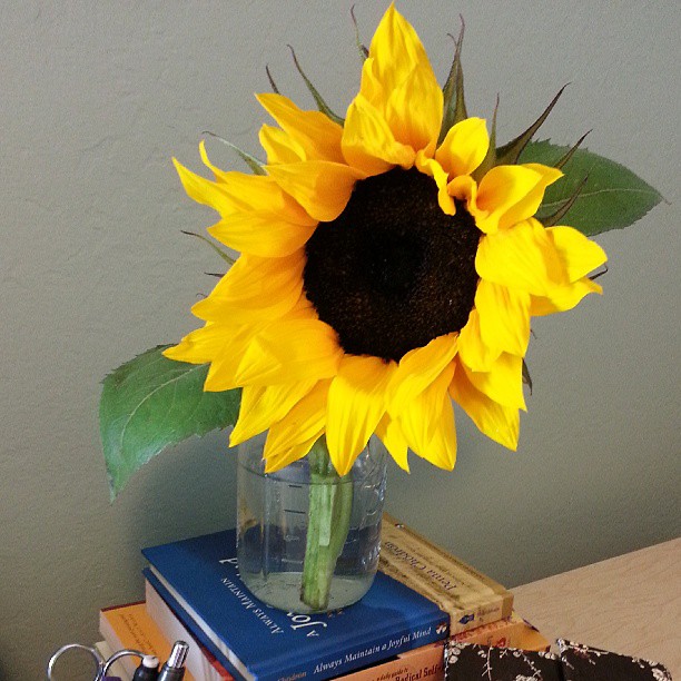 sunflower02