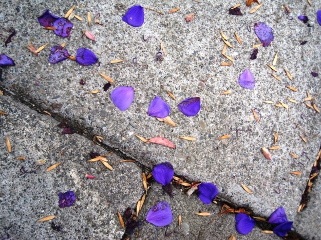 purplepetals03