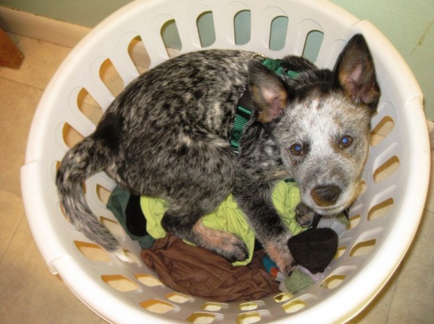 ringo "helping" me do laundry
