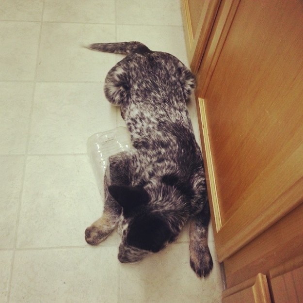 Spend as much as you want on toys, an empty plastic jug wins every time