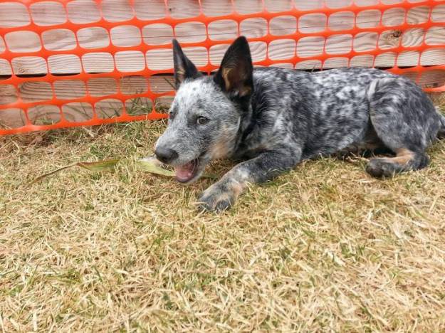 Ringo "helping" in the garden