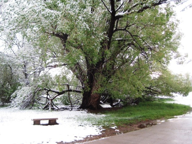 Image from this morning's walk. Spring in Colorado can be confusing...