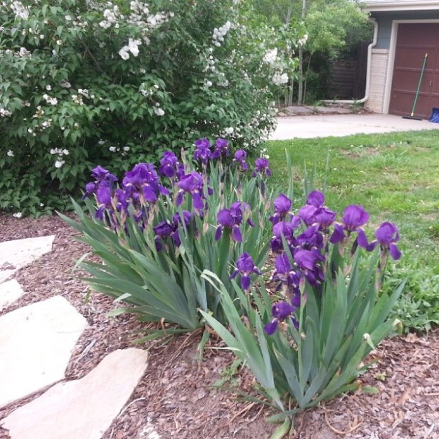 purpleirises