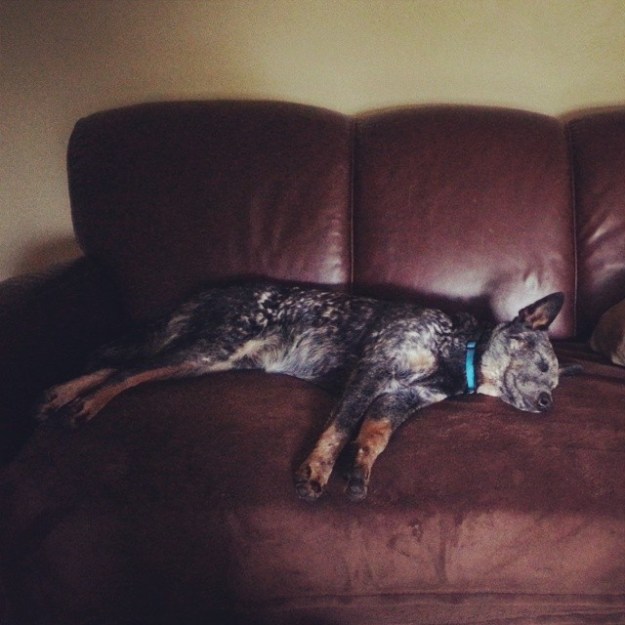 a tired dog is a good dog