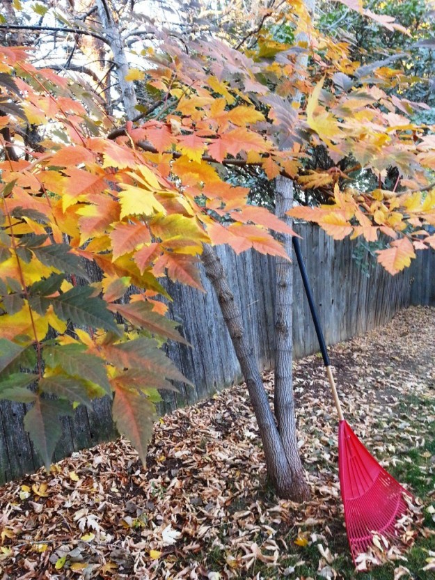 goldenraintreecolor02