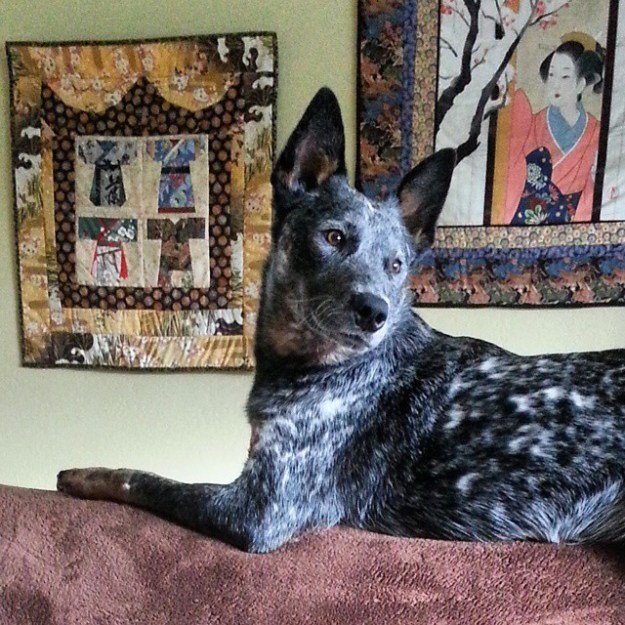 ringobluefeelingbetter