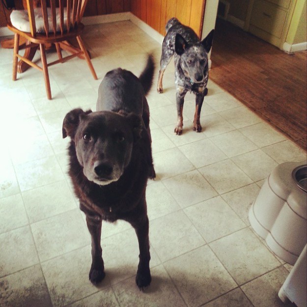 "Can we haz a treat?"