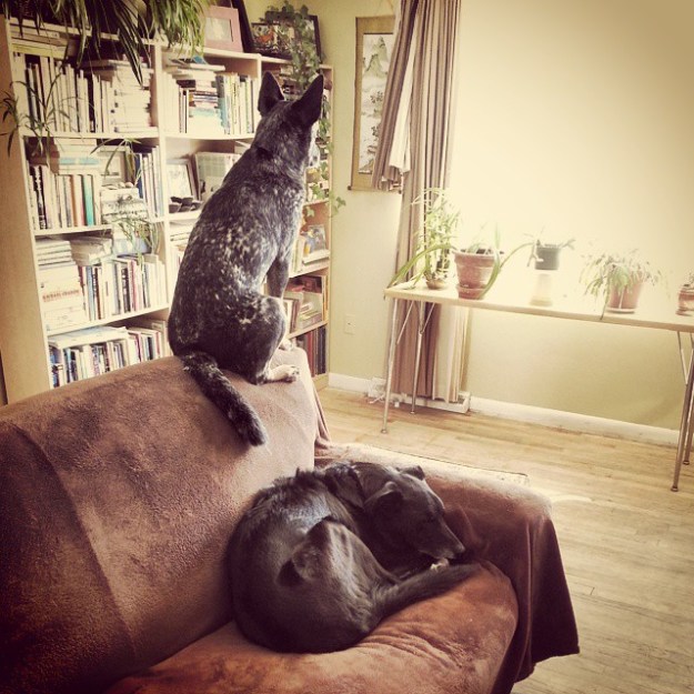Ringo and Sam each have their own style of couching