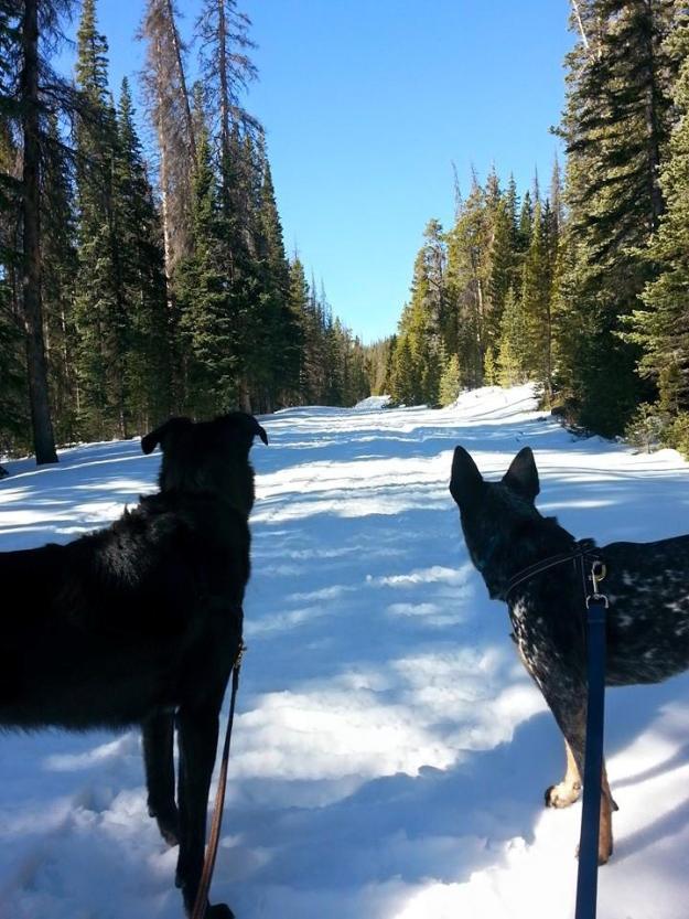 Sam and Ringo hiking on Deadman Road, image by Eric