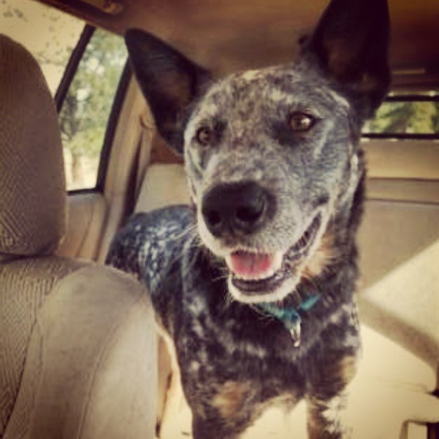 Ringo Blue on Spring Break, all smiles