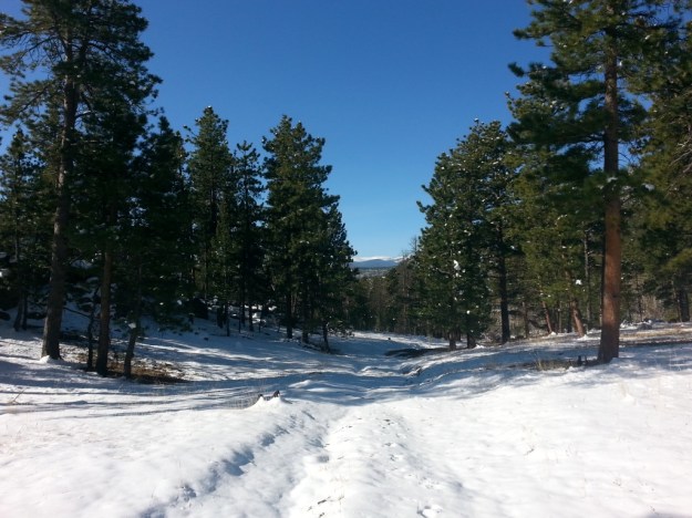 Lady Moon Meadow trail, image by Eric