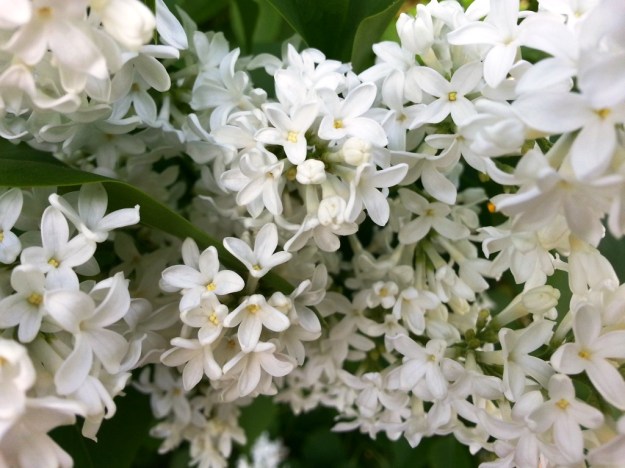 lilacs03