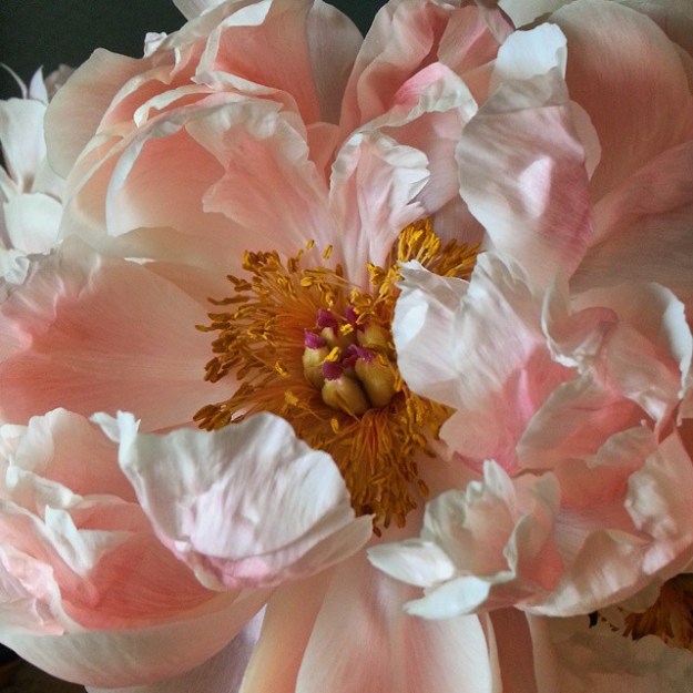 goldenpinkpeony