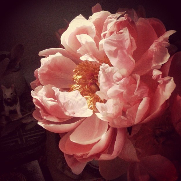 peonyilluminated