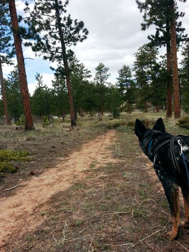 Ringo hiking at Mount Margaret