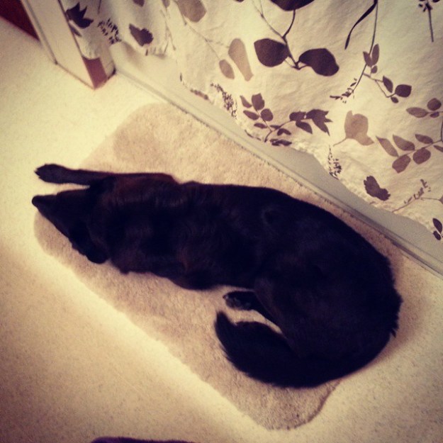 Sam's safe spot -- he doesn't like it when I cough, but when I go in to use the bathroom, he forgets it was me he's hiding from