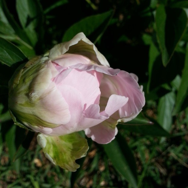 firstpeony