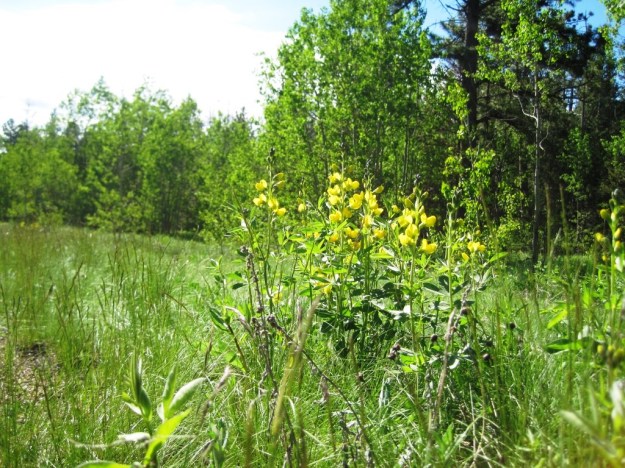 There were hummingbirds feeding on these flowers, but they were too fast for me to get a good picture