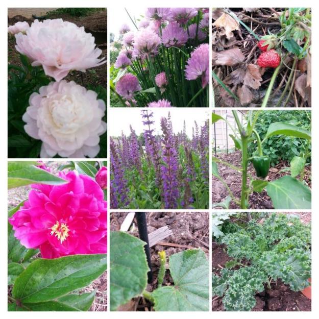 june2015garden