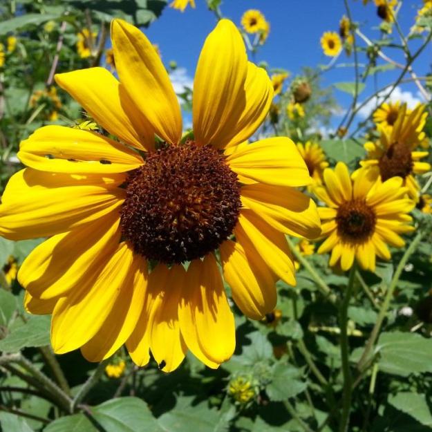 Our front garden is now officially a jungle.