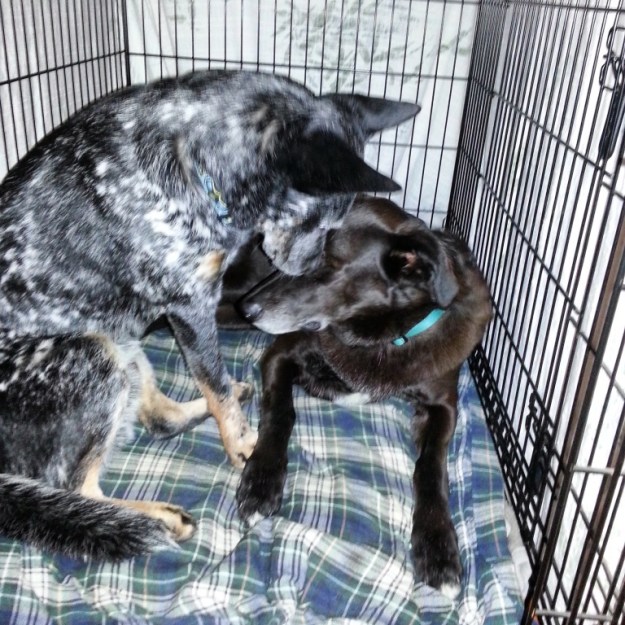 Sam wouldn't come out to play with him, so he went in.