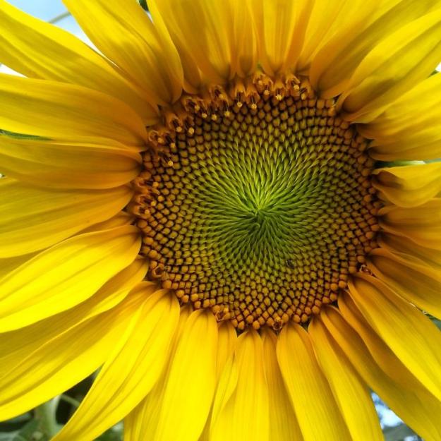 sunflowercloseup
