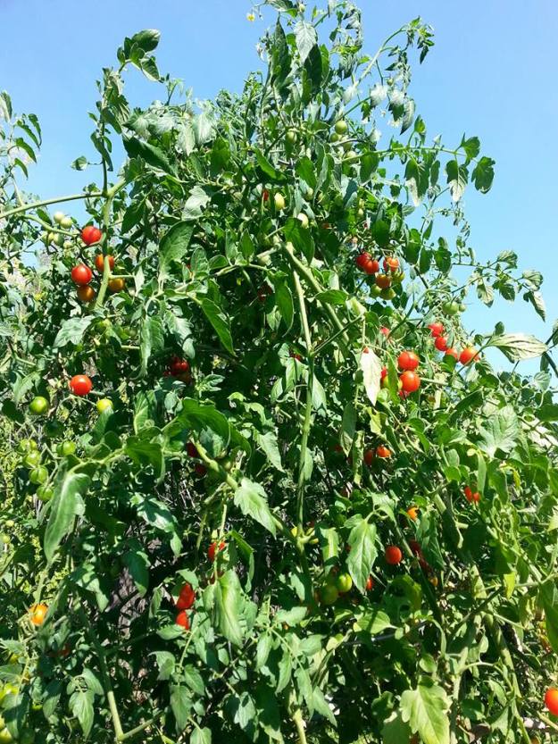 Tomato Tower, image by Eric