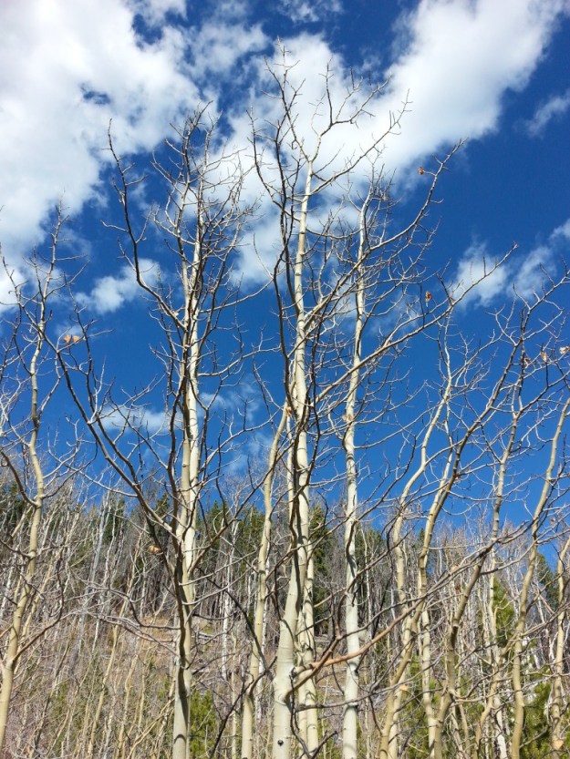 Bare Aspen trees, Pinagree Park, image by Eric