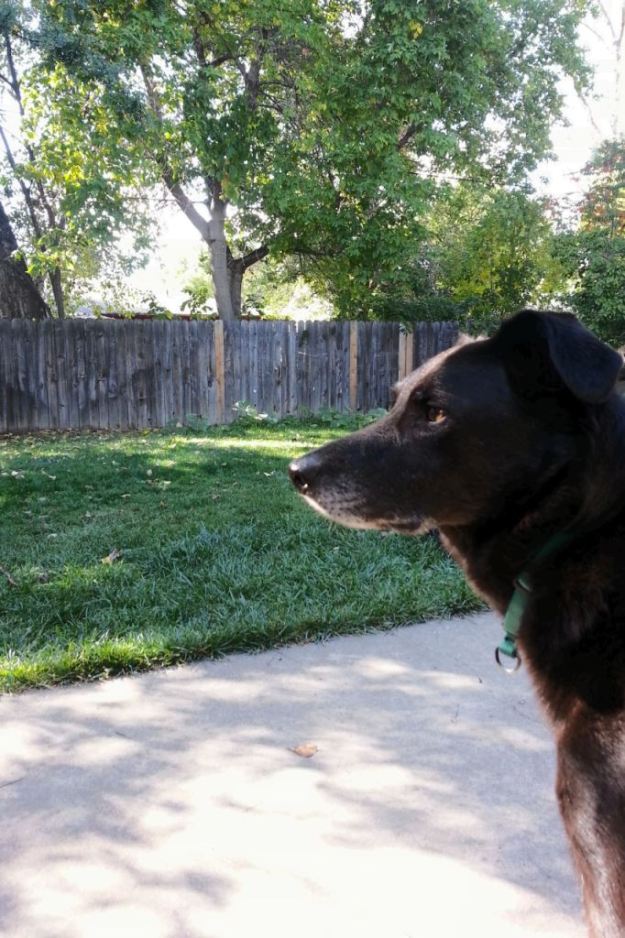 Done with his treat and back to patrolling the yard