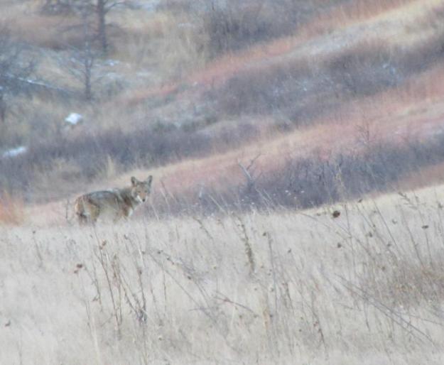 image by Eric, Lory State Park coyote