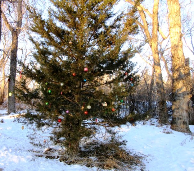 It's still Christmas on the Poudre River Trail.