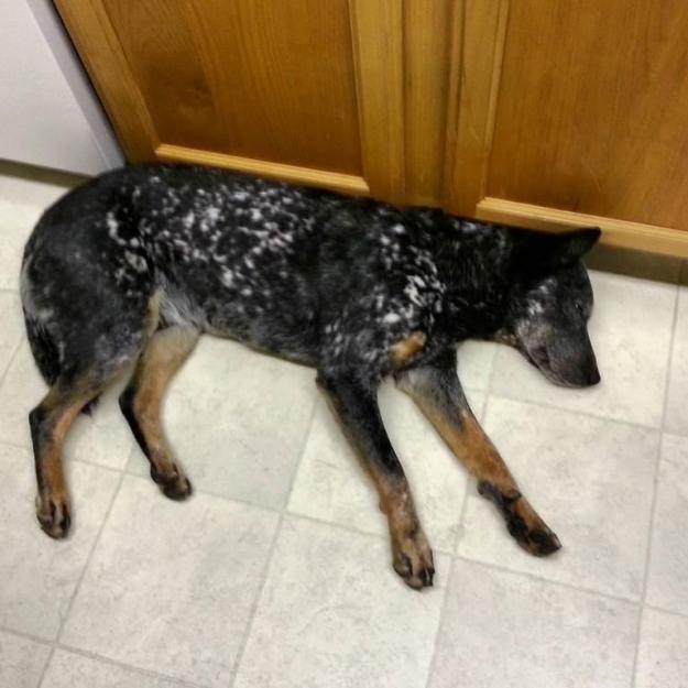 Ringo venting, lying against a heating vent in the kitchen, one of his favorite spots.