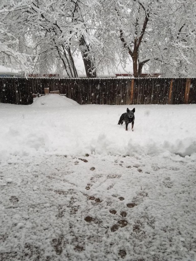 Ringo loves snow days.