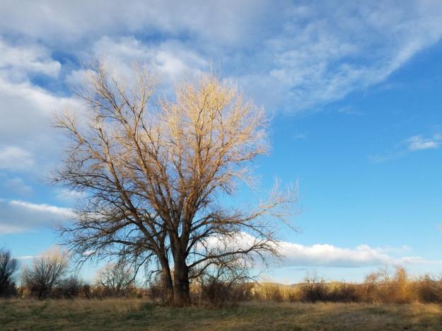 One of my favorite trees