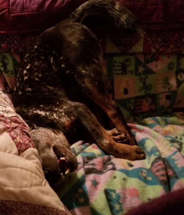 Ringo "helping" me meditate