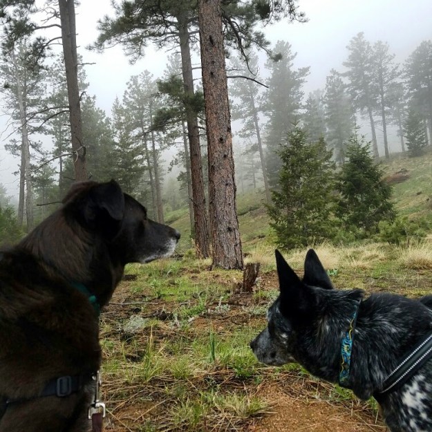 foggyhike