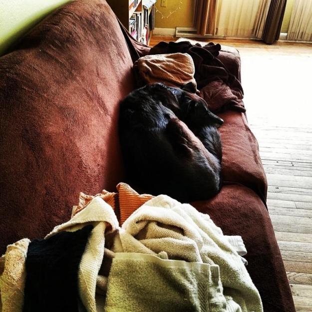 I was folding laundry and couldn't figure out where Sam was, and then I realized that one of the piles on the couch was him