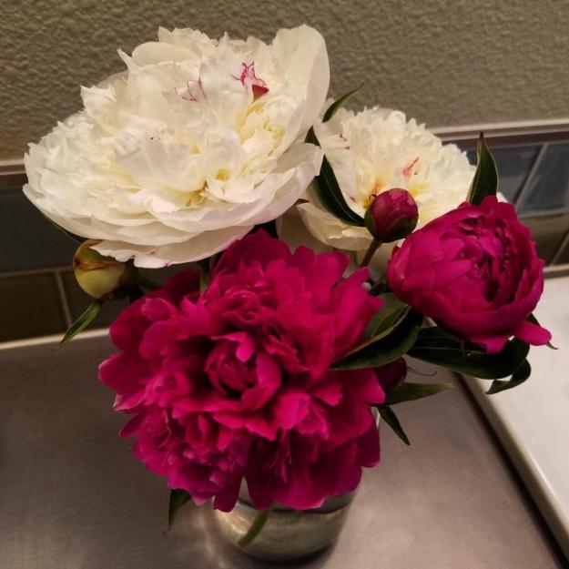 bathroompeonies